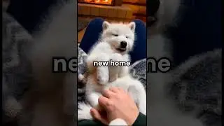 Lonely Wolf Cub Finds Love and a Friend