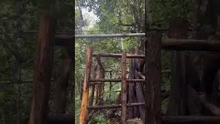 Bulang Mountain Tea Ancestor Festival | Ritual at the King Tea Tree, UNESCO Ancient Pu&rsquo;er Forest