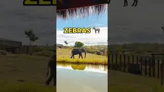 SPEND THE NIGHT SLEEPING WITH ELEPHANTS IN THE UK! 🇬🇧😳 #shorts #travel #uktravel