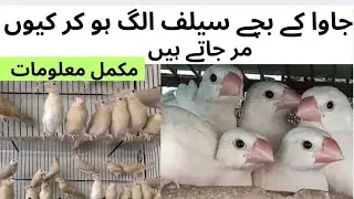 Java Sparrow Kay chicks self ho kar alag hone ke bad kyon Mar jaate Hain || Complete Information