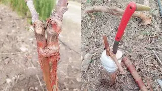 تطعيم أشجار العنب بالقلم عن طريق الشق