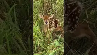 हिरण का प्यारा बच्चा #shortfeed #shortsviral #nature #हिरण #arvlogindia #shirts #shortsvideo