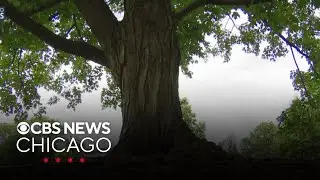 Morton Arboretum turns to trees to fix flooding