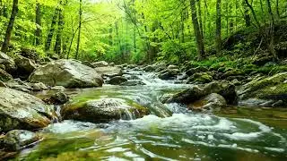 Gentle Forest Stream and Birds Singing, Nature Ambience for Relaxation, Study, and Deep Sleep