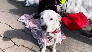 Adoptable Dog Star, Goliath
