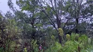 Wednesday Morning Dawn Birds After Rain Nature Frogs Crows Sun Tripper ASMR 6:21am-9:26am 04.08.2020