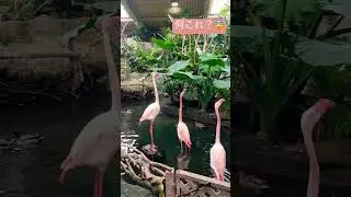 What's they saying😨#japan#birds#shorts🦩