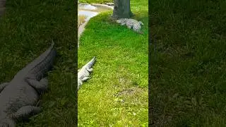 Alligators at Lake Tobias Wildlife Park in Pennsylvania 🐊🐊 #animals #zoo
