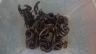 Scorpions & Millipedes in One Container!  Insect Collection or Predator Prey 🦂🐛