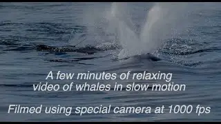 Enjoy a relaxing video of humpback whales in slow motion I #1000fps | #humpbackwhale