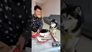 Обманул собаку!