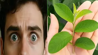S&Oacute; DUAS FOLHAS🥰A FOLHA MEDICINAL MAIS PODEROSA QUE VC DEVE TER NO SEU JARDIM desinflama em disparada