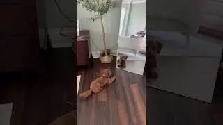 Puppy barking at the mirror!