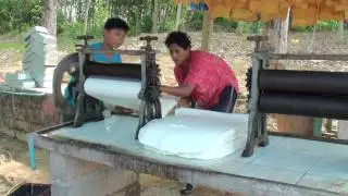 Full HD. Visiting on a rubber tree plantation