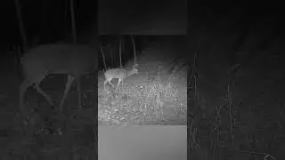 Buck OUT Before Snow STORM!!!