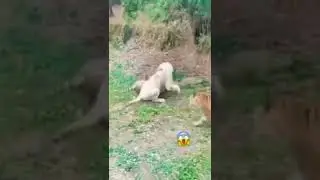 yellow tiger vs white tiger