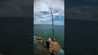 microjigging