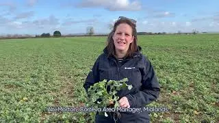 How to spring clean your oilseed rape with Korvetto&reg; herbicide