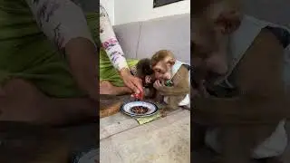 Really good  #monkeysr #animaldiet #animalfeeding