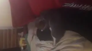 Heroic cat helps boy deal with his autism