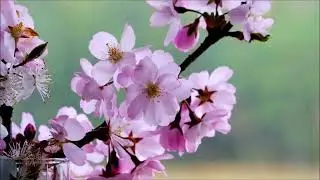 Spring song