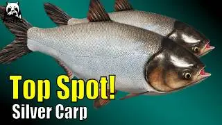 Russian Fishing 4 - Река Сура - Лучшее место для ловли серебристого карпа! На зиг-риг без ПВА #rf4