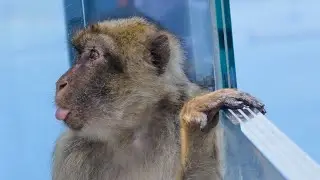 Gibraltar monkeys/macacos de Gibraltar/Mono Gibraltar #gibraltar #andalucia #espa&ntilde;a #inglaterra