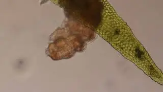 Tardigrade walking on moss