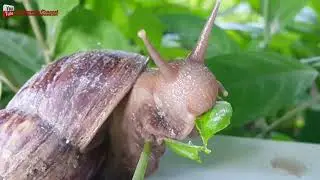 Big Snail eating fruits and vegetables | a snail eating. WHAT DO LAND SNAILS EAT?