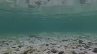 #hike Ellison Park - Okanagan Landing, BC, Canada #hikingadventures #underwater #calming #meditative