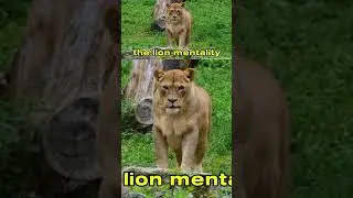 Lion Mentality - #lion #lionmentality #lionmindset #thewildsuccess
