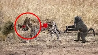 Leopard Attack On Baboons & Amazing Baboons Save a Baby Monkey