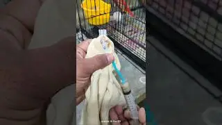 Budgies fever treatment#budgies #birds #handfeedingbirds