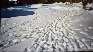 Amazing Deer Tracks ( @NkaujYajYuamVaj23)