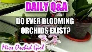 Q&A - Which Orchids bloom the most? Any ever blooming Orchids?