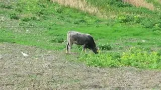 Aironi guardabuoi  seguono  mandria di podoliche / Agro Materano