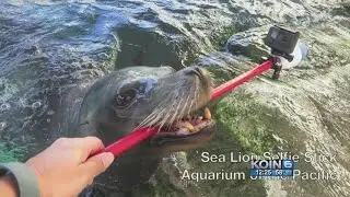 Sea Lion Selfie Stick