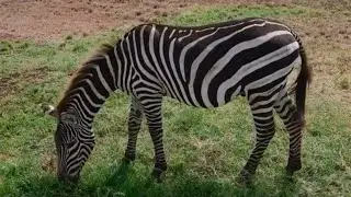 Zebra &ndash; The Striped Beauty of the Wild | Amazing Facts You Didn&rsquo;t Know