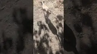 Still No 🫛 ❌ for 🥨! #shorts #puppy #funnypets #garden #dogs #vegetables #puppies #funnypetschannel