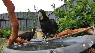 Australian Bird Bath Cam | 24/1/26 | yellow tail black cockatoos | crazy rainbow lorikeets | cat tv