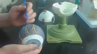 anatomical models eye