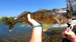River Fish WON'T Pass Up this Lure! - (South Holston River Fishing)