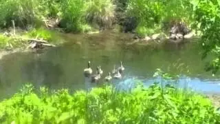 Geese Family behind the Hot104.7 Studios