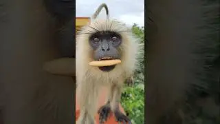 Hanuman video 🥭🥭