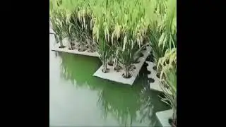 Floating Rice Field 👍🕵👍