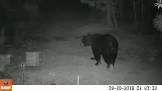 Donoland 2019 ~ Trail Cam Montage ~ Pierson, Florida