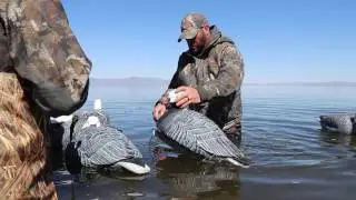 Alaska Emperor goose duck hunting Coldbay