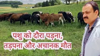 Hypomagnesemia in Cattle: Magnesium Deficiency in Animals and Its Treatment