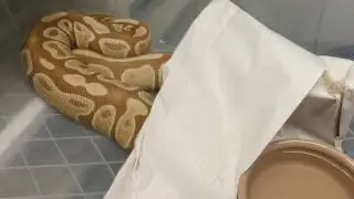 Breeding ball pythons: NESTING!!