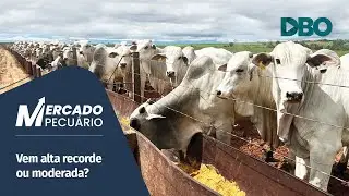 Arroba do boi gordo pode repetir alta explosiva do final de 2024 em 2025?